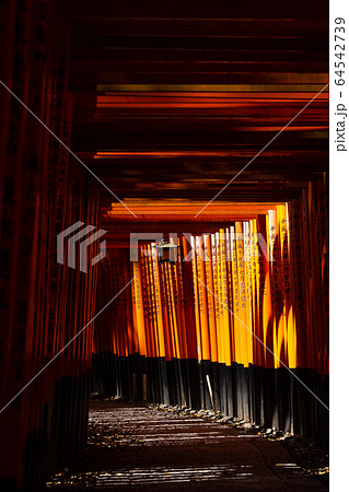 伏見稲荷大社千本鳥居 伏見稲荷大社千本鳥居 64542739