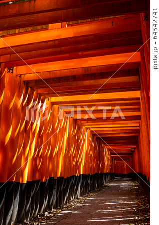 伏見稲荷大社千本鳥居 64542741