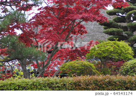 八重桜 64543174