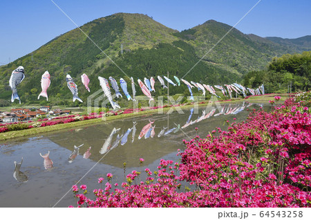 鯉のぼり群 64543258