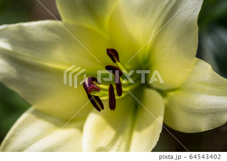 凛々しく咲くゆりの花 64543402