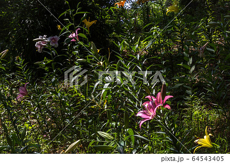 凛々しく咲くゆりの花 64543405