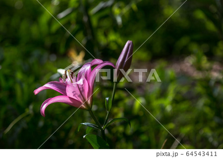 凛々しく咲くゆりの花 64543411