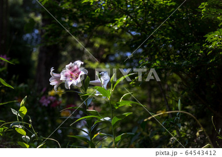 凛々しく咲くゆりの花 64543412