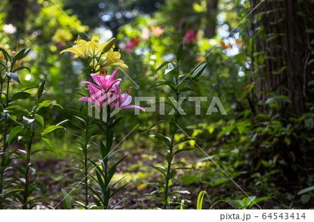 凛々しく咲くゆりの花 64543414