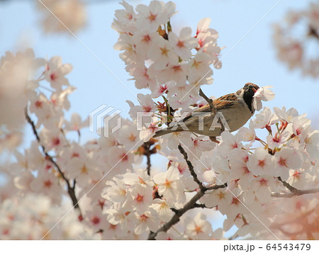 桜と雀 桜と雀 64543479