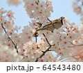 桜と雀 64543480