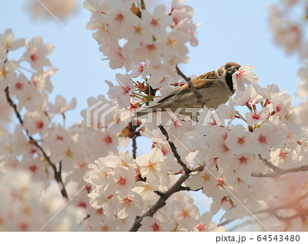 桜と雀 桜と雀 64543480