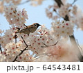桜と雀 64543481