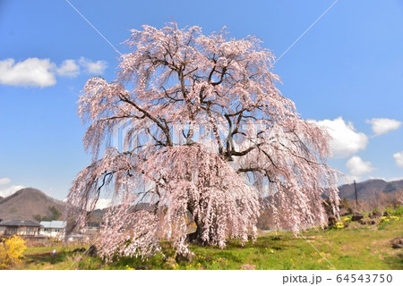 和美(なごみ)の桜 和美(なごみ)の桜 64543750