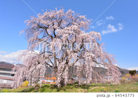 優雅な姿の一本桜 優雅な姿の一本桜 64543775