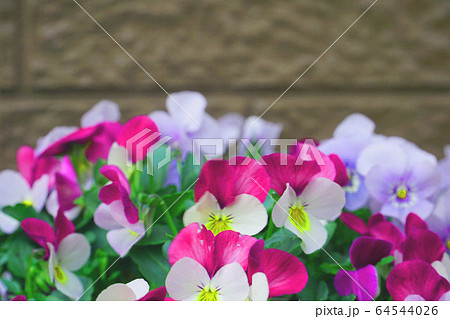 庭のビオラ2 64544026