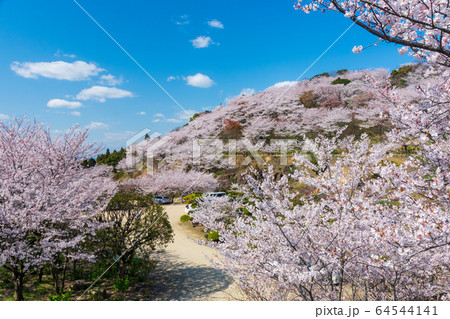 倉敷市の種松山公園西園地のサクラ 倉敷市の種松山公園西園地のサクラ 64544141