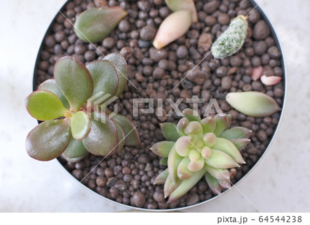 多肉植物　寄せ植え 64544238