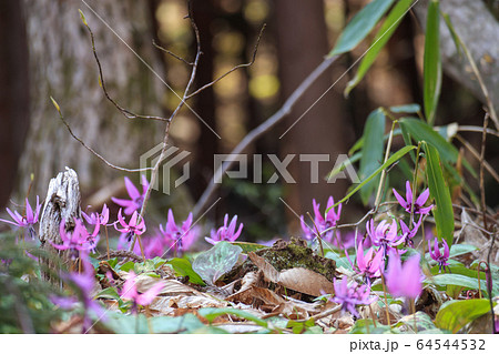 山で咲くカタクリの花 64544532