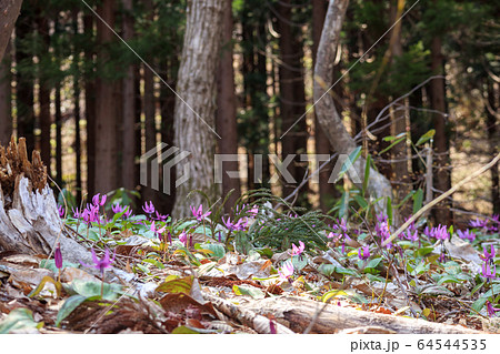山で咲くカタクリの花 山で咲くカタクリの花 64544535