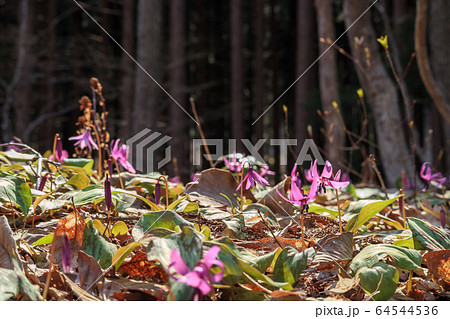 山で咲くカタクリの花 山で咲くカタクリの花 64544536