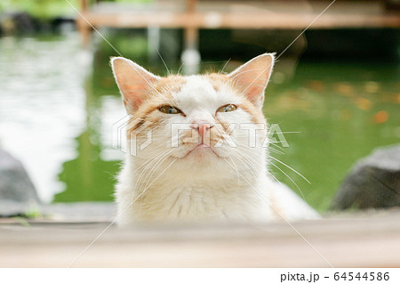 かわいい猫 かわいい猫 64544586