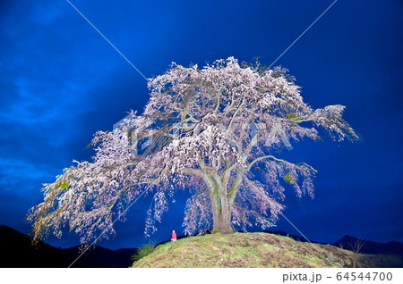 上発知の彼岸桜ライトアップ 64544700