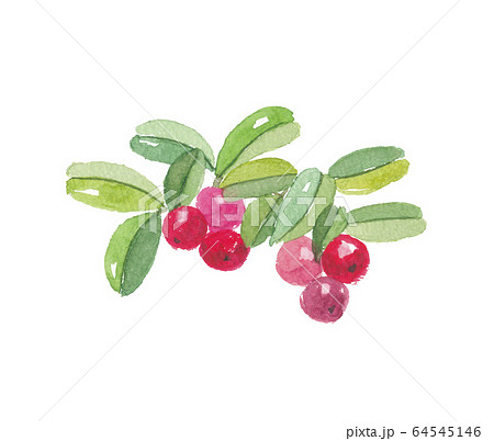 クマコケモモ 64545146