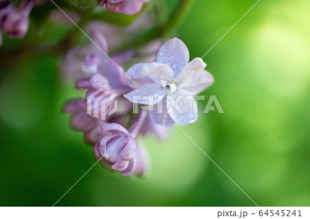 Branch of blossoming lilac on a sunny day 64545241