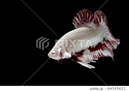 Aggressive fighting fish on black background. Aggressive fighting fish on black background. 64545621