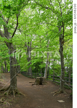 玉川上水の遊歩道 64546200