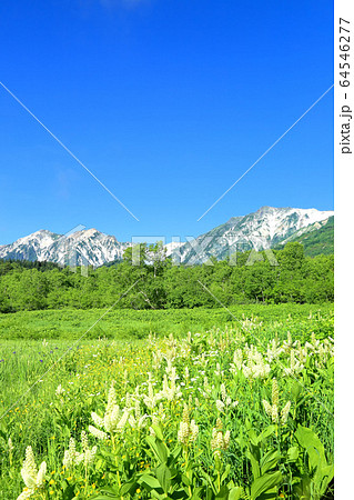 栂池自然園のコバイケイソウと白馬三山 64546277