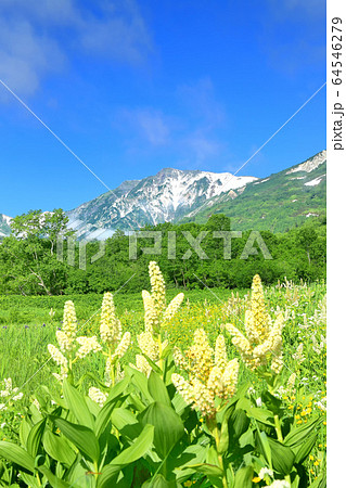 栂池自然園のコバイケイソウと白馬三山 64546279