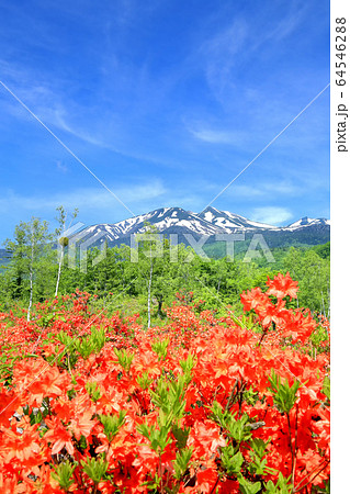 レンゲツツジと乗鞍岳 レンゲツツジと乗鞍岳 64546288