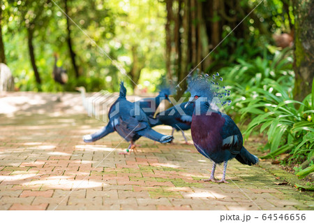 A flock of crowned pigeons walks in a green park. 64546656
