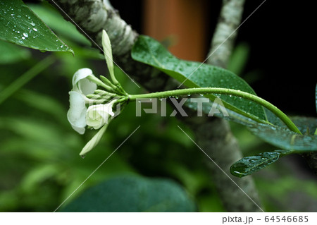 Closeup frangipani flower with raindrops on Closeup frangipani flower with raindrops on 64546685