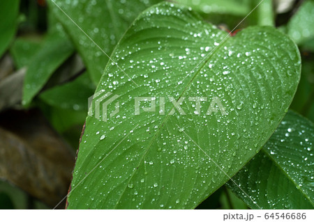 Raindrops on a green leaf. Natural hydration of Raindrops on a green leaf. Natural hydration of 64546686