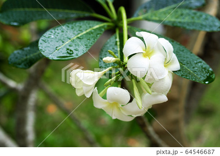 Closeup frangipani flower with raindrops on Closeup frangipani flower with raindrops on 64546687