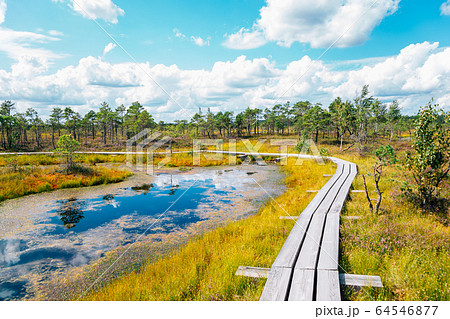 Kemeri National Park Bog trail in Latvia 64546877