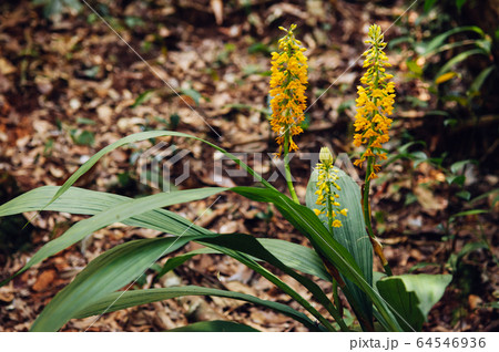 Yellow fresh Calanthe lyroglossa orchid or christmas orchid Yellow fresh Calanthe lyroglossa orchid or christmas orchid 64546936