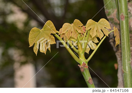 梧桐の新芽 64547106