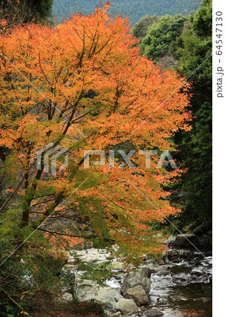 河津七滝の紅葉 64547130