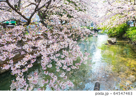 岡山市の西川緑道公園のサクラ 岡山市の西川緑道公園のサクラ 64547463
