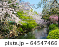 岡山市の西川緑道公園のサクラ 64547466