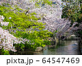 岡山市の西川緑道公園のサクラ 64547469