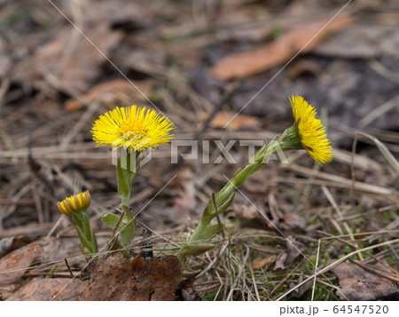 A plant foalfoot Tussilago farfara in early spring in the forest, close up, selective focus. A plant foalfoot Tussilago farfara in early spring in the forest, close up, selective focus. 64547520