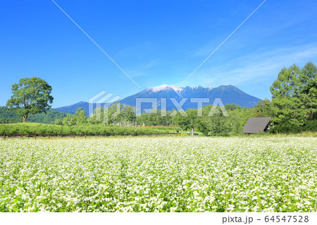 開田高原のそば畑と御嶽山 64547528