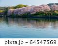 倉敷市の酒津公園のサクラ 64547569