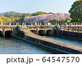 倉敷市の酒津公園のサクラ 64547570