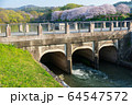 倉敷市の酒津公園のサクラ 64547572