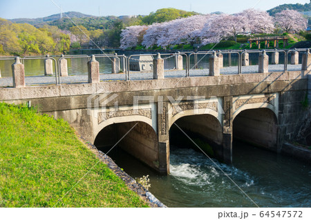 倉敷市の酒津公園のサクラ 倉敷市の酒津公園のサクラ 64547572