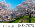 倉敷市の酒津公園のサクラ 64547573