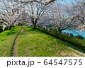 倉敷市の酒津公園のサクラ 64547575