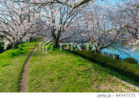倉敷市の酒津公園のサクラ 倉敷市の酒津公園のサクラ 64547575